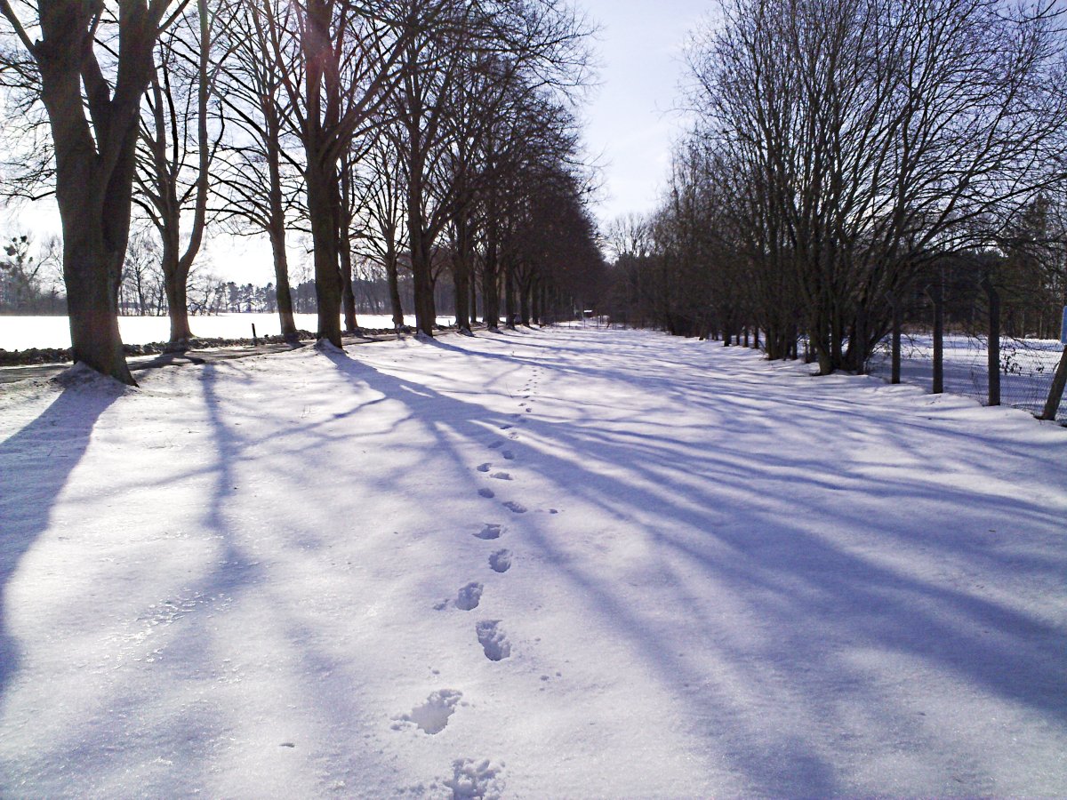 WinterWaldTrip